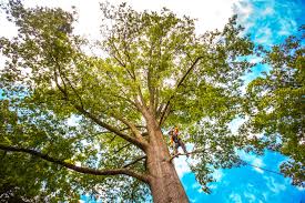 How Our Tree Care Process Works  in  Cedarburg, WI