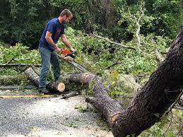 Best Fruit Tree Pruning  in Cedarburg, WI