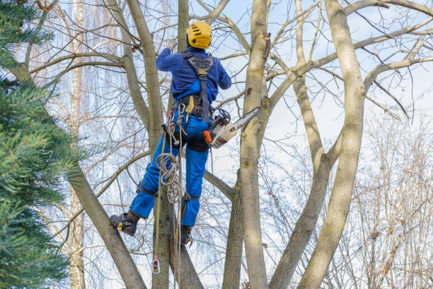 Best Tree and Shrub Care  in Cedarburg, WI