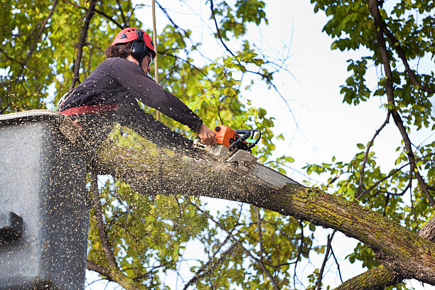 Best Leaf Removal  in Cedarburg, WI