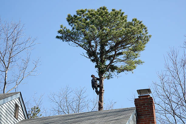 Best Tree Disease Treatment  in Cedarburg, WI